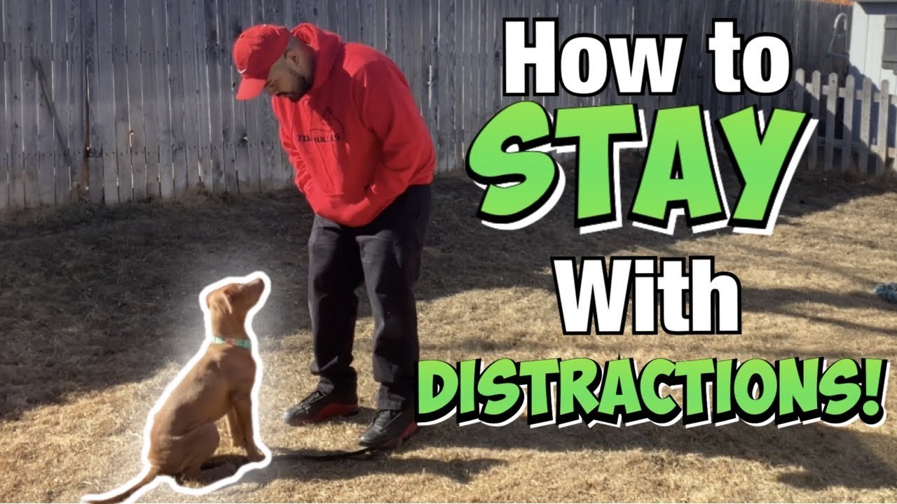 How to Train a Pit bull Puppy the STAY Command!