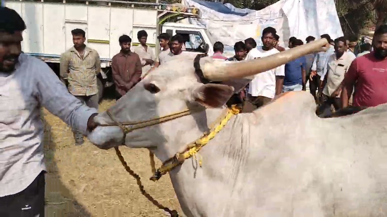 రాష్ట్రస్థాయి సీనియర్ మరియు జూనియర్ ఎడ్ల బండ్లు పరుగు పోటీలు @myofficial1313 
