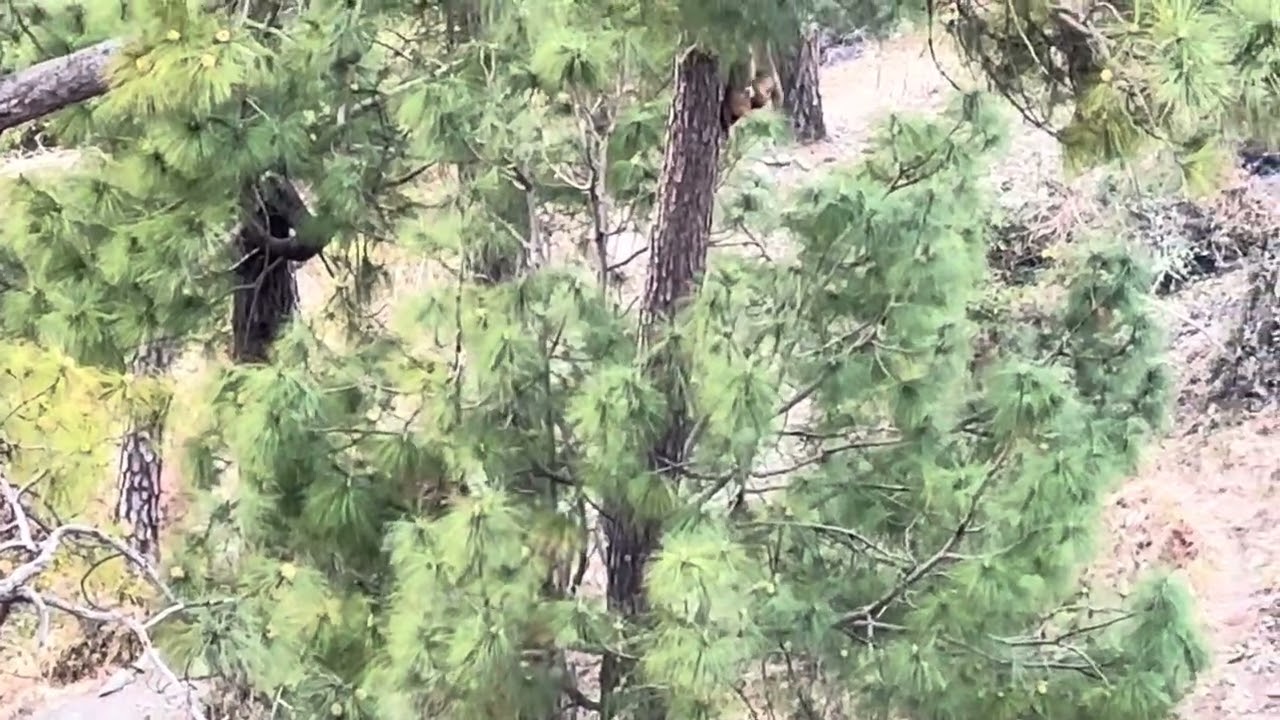 Pine Forest Monkey’s Babies Are Playing | Uttarakhand Animals | 29/01/2026 | ​⁠