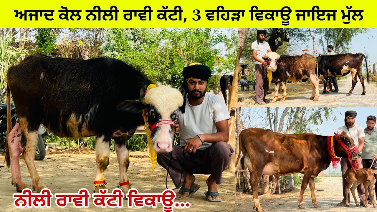 ਅਜਾਦ ਕਮਾਲਪੁਰ ਕੋਲ 3 ਵਹਿੜਾ ਇਕ ਨੀਲੀ ਰਾਵੀ ਕੱਟੀ ਵਿਕਾਊ ਜਾਇਜ ਮੁੱਲ ਲੁੱਟ ਲਉ ਮੇਲਾ 👌/ਤਰਨਤਾਰਨ 