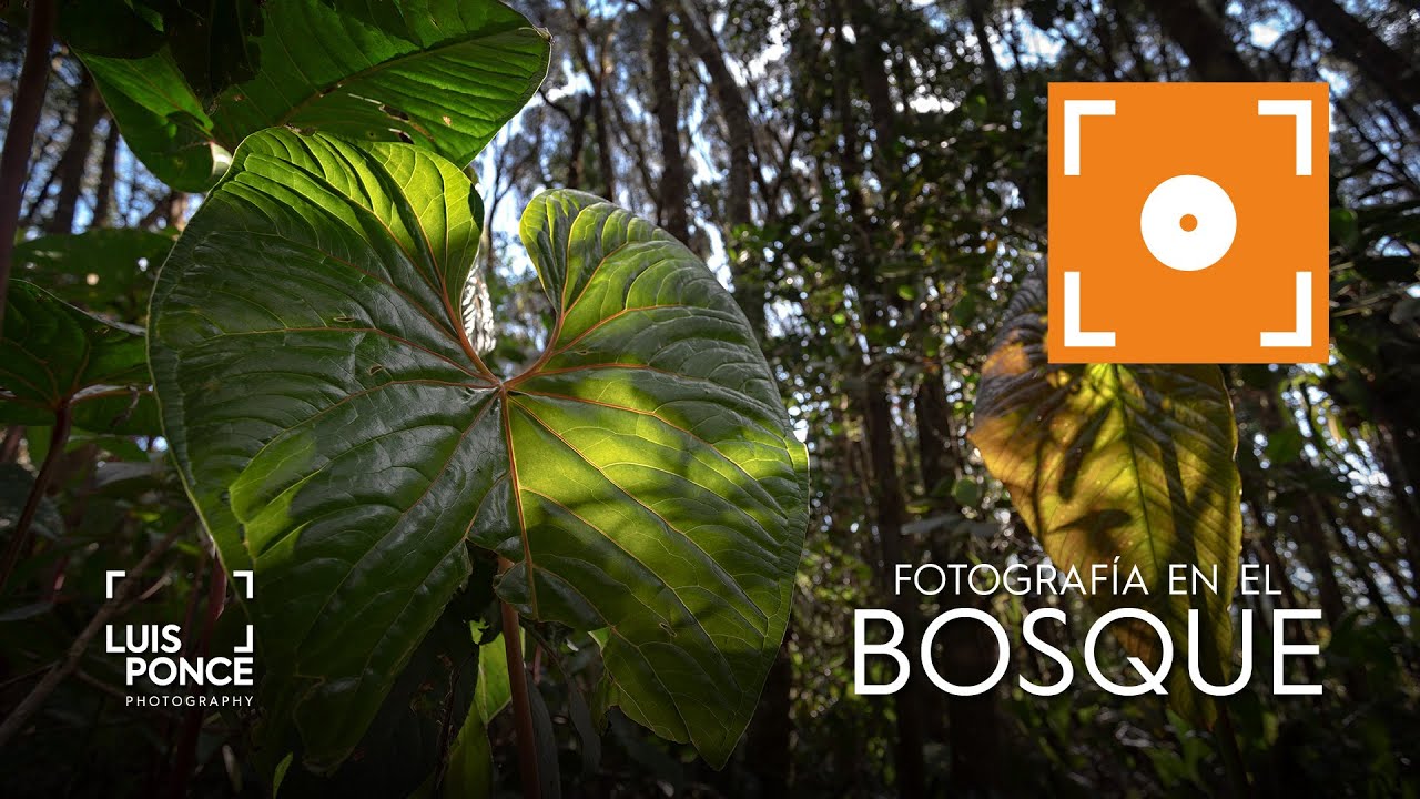 Fotografía en el Bosque