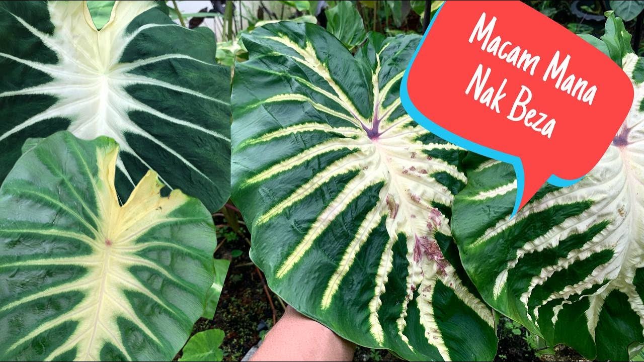 Perbandingan Colocasia White Lava, Nancy Revenge dan Maui Sunrise