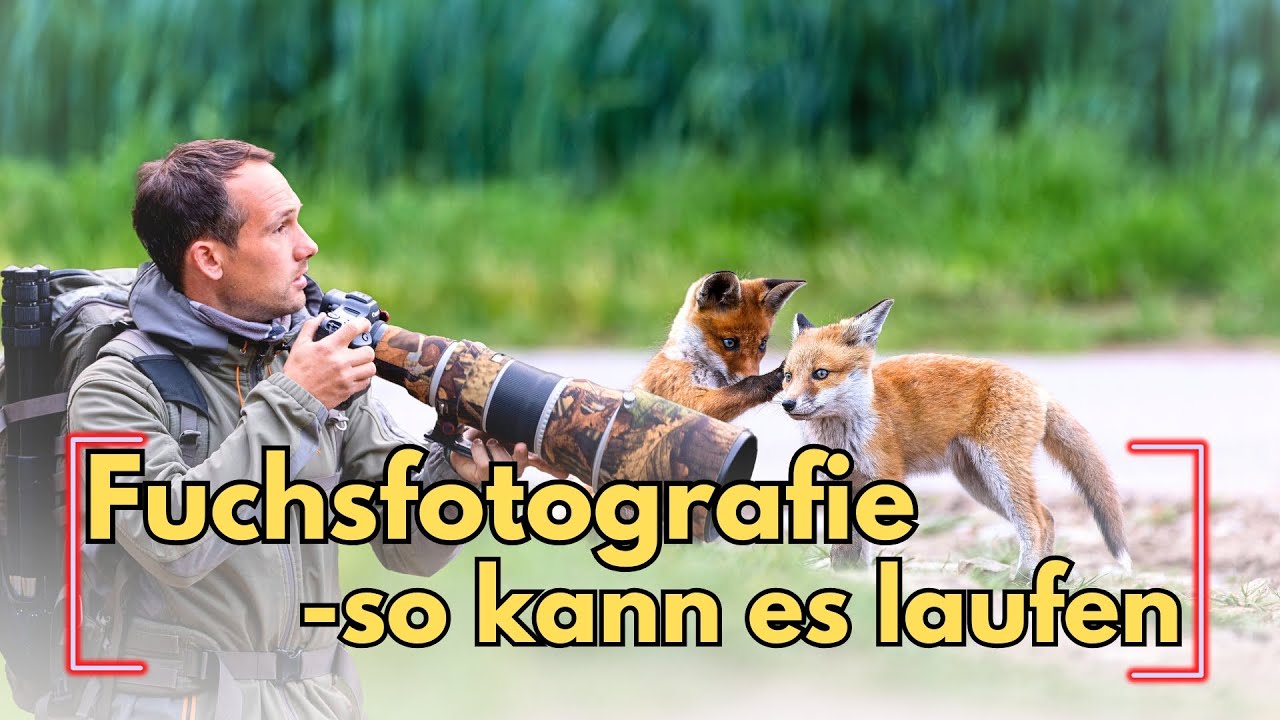Fuchsfotografie mit Laufsteg. Es wird immer anders, wie man denkt