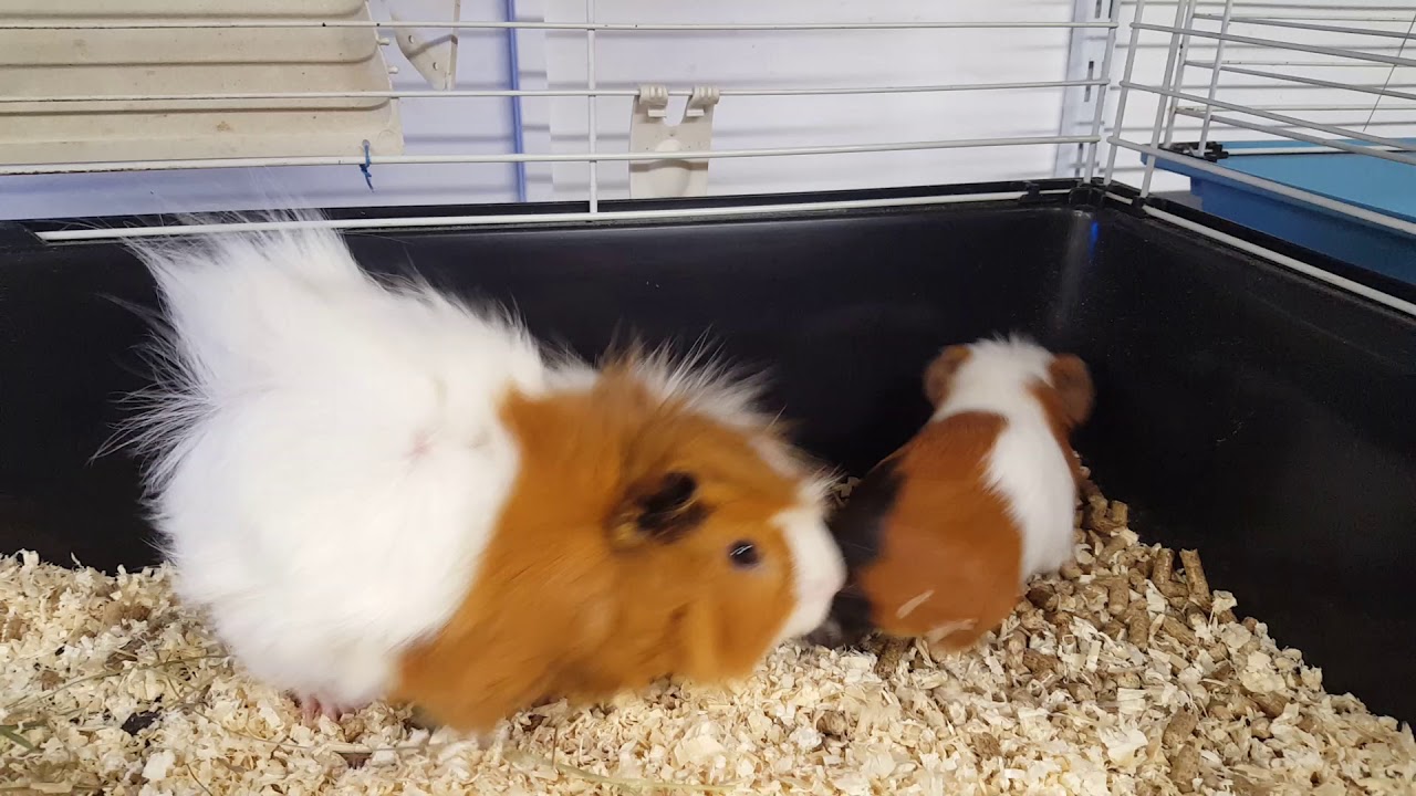 Tengerimalac összeszoktatás