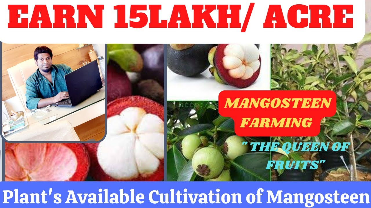 Mangosteen Fruit farming/Mangosteen cultivation/ Mangosteen Ki Krishi /Mangosteen farming in Hindi