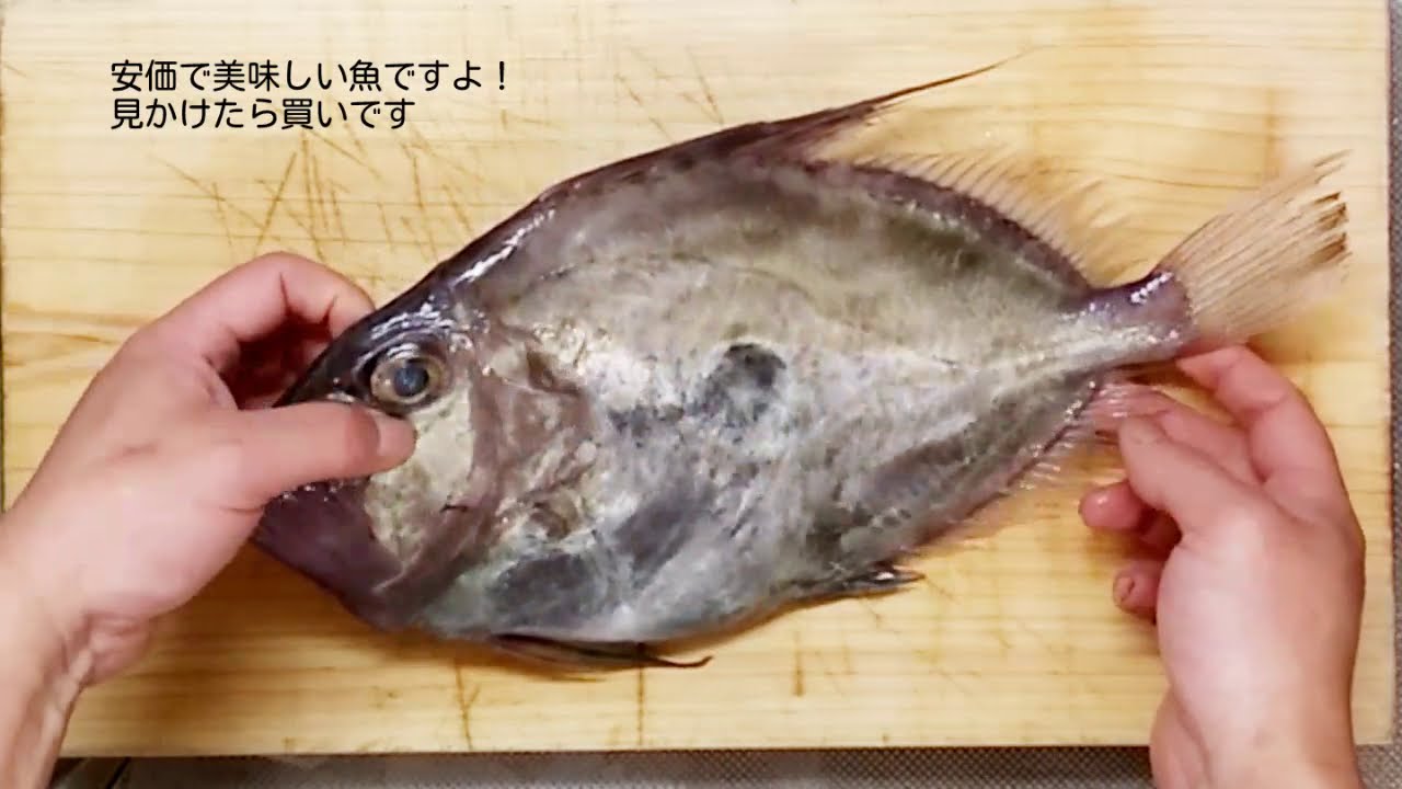 特殊構造な魚、マトウダイを検証、さばき方~薄造り[魚屋の技術]