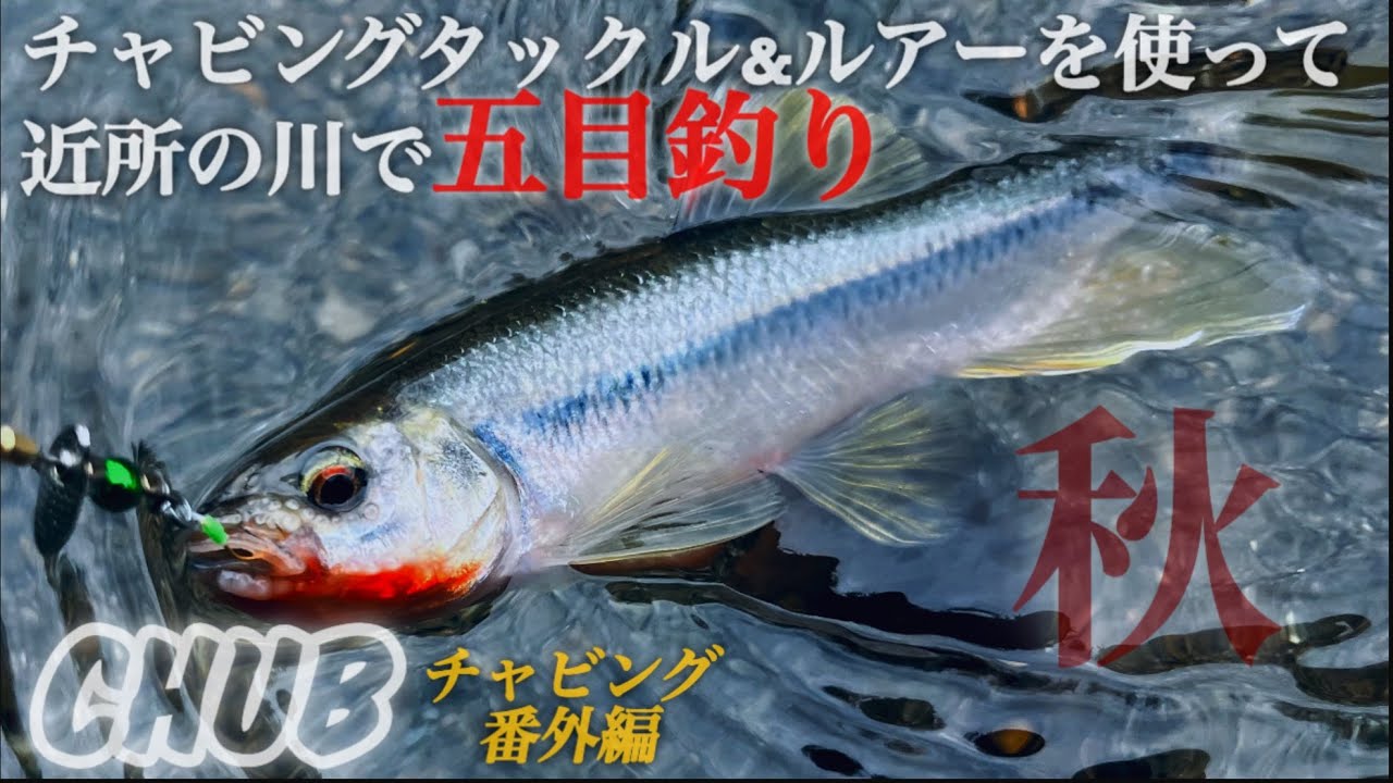【チャビング】チャビングタックル&ルアーで近所の川で五目釣りチャレンジ〜#カワムツ #オイカワ #バス釣り 
