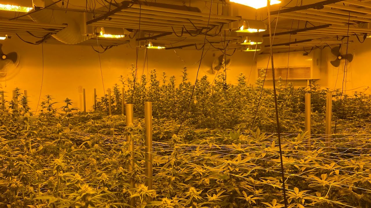 4 arrested in La Pine, Three Rivers marijuana bust