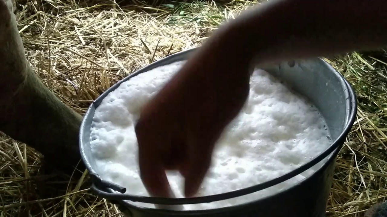 Доем Ромашку🐄. Сколько корова даёт молока? Обедня управка!