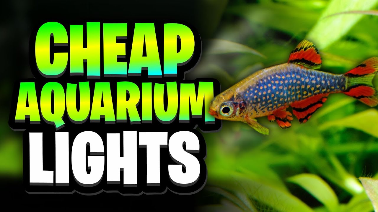 5 Cheap Aquarium Lights For Planted Tanks – Tested and Reviewed!
