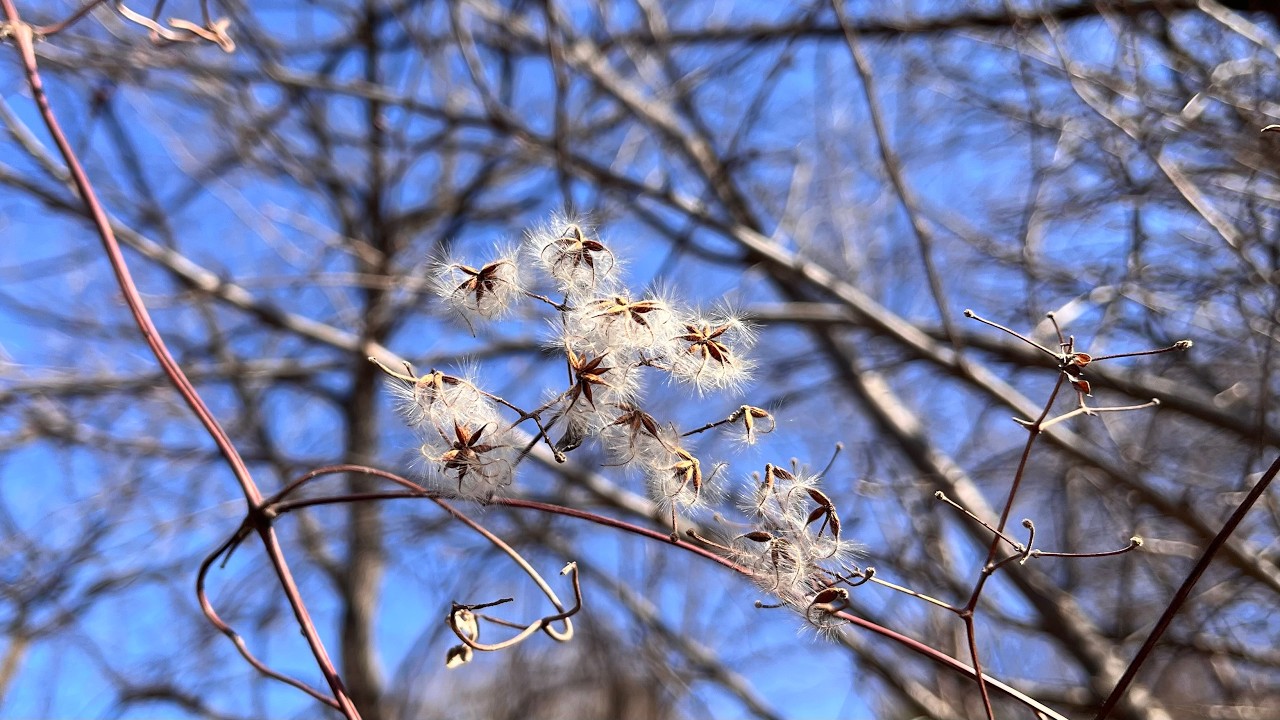 봄을 기다리며