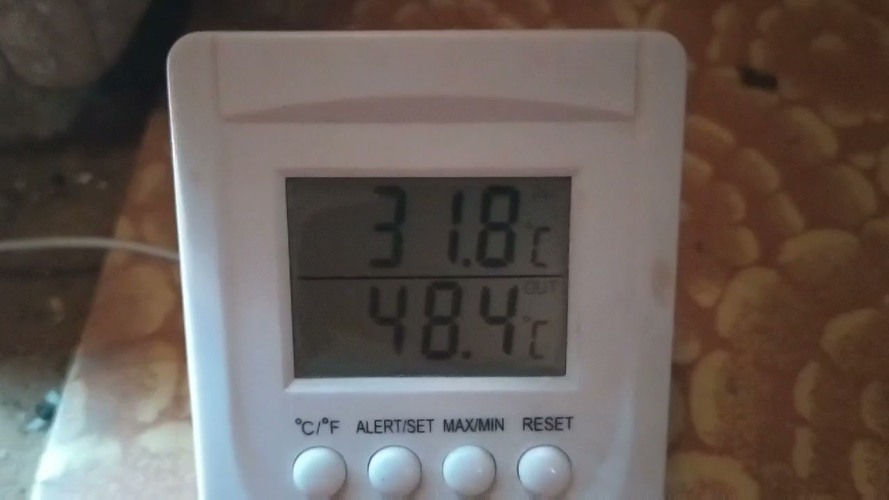 научил ягненка пить с тарелки