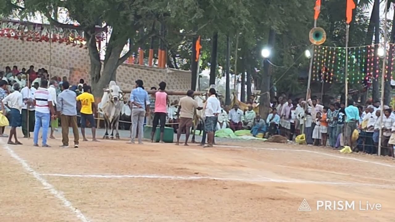 నాదెండ్ల ఎడ్ల పందాలు సబ్ జూనియర్ విభాగంలో 1వ జత షేక్ బుడే జత.