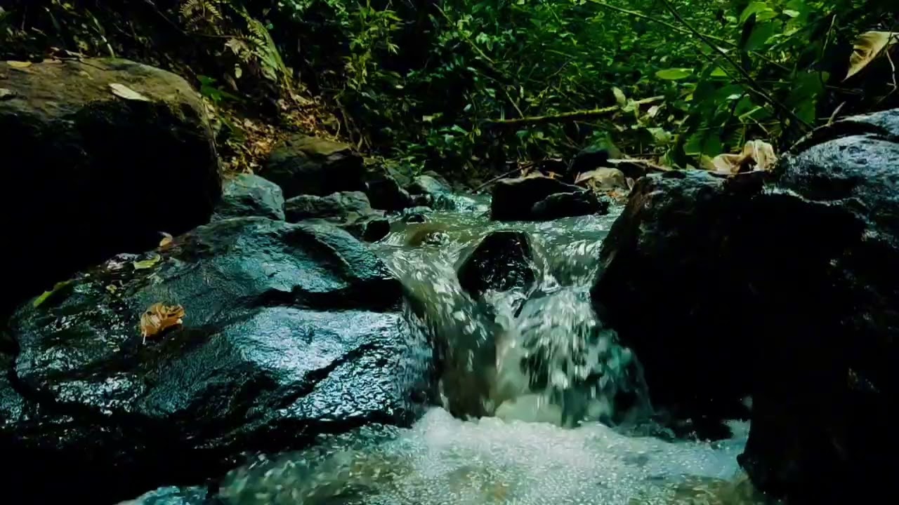 Peaceful Forest Stream Sounds for Sleeping | Natural Water ASMR No Music