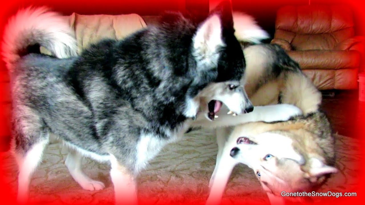 DOG FIGHT Husky Wrestling Siberian Husky at Play