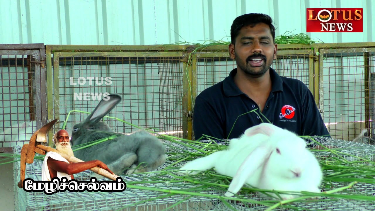 முயல் பண்ணை முழுவதும் லாபம் -பகுதி -2|