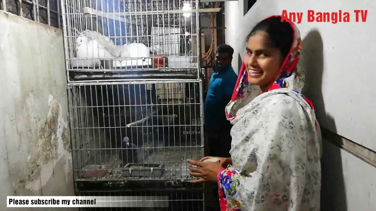 ১ জোড়া কবুতর থেকে মাসে ২ দুই জোড়া বাচ্চা কিভাবে নেয় l লেবুর রস ও স্যালাইন কেন খাওয়ায় l জেনে নিন