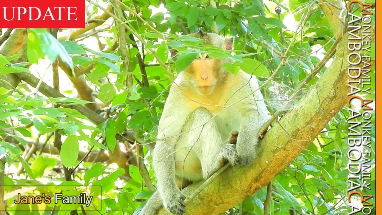 Santra Killed Daniela....It Really a Deep Concern to Janna's Safty