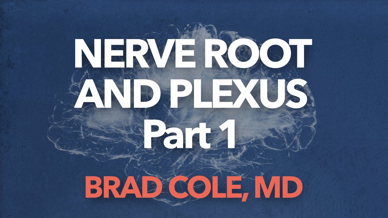 Nerve Root and Plexus Anatomy