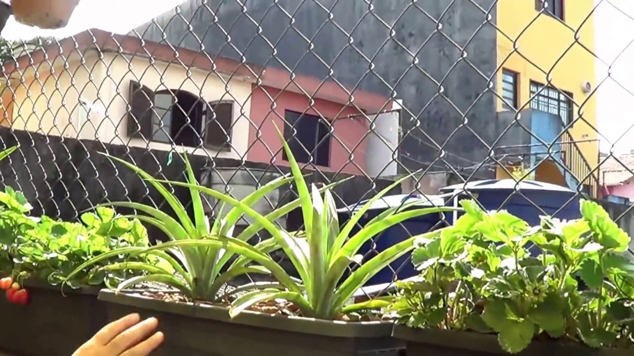 441 ) – SEGUNDA PARTE DA VISITA A FAZENDINHA DA CREUSA EM SANTO ANDRE – SP