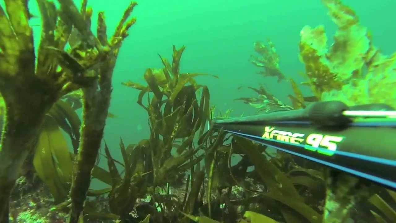 Spearfishing - Seac Spearo Team France