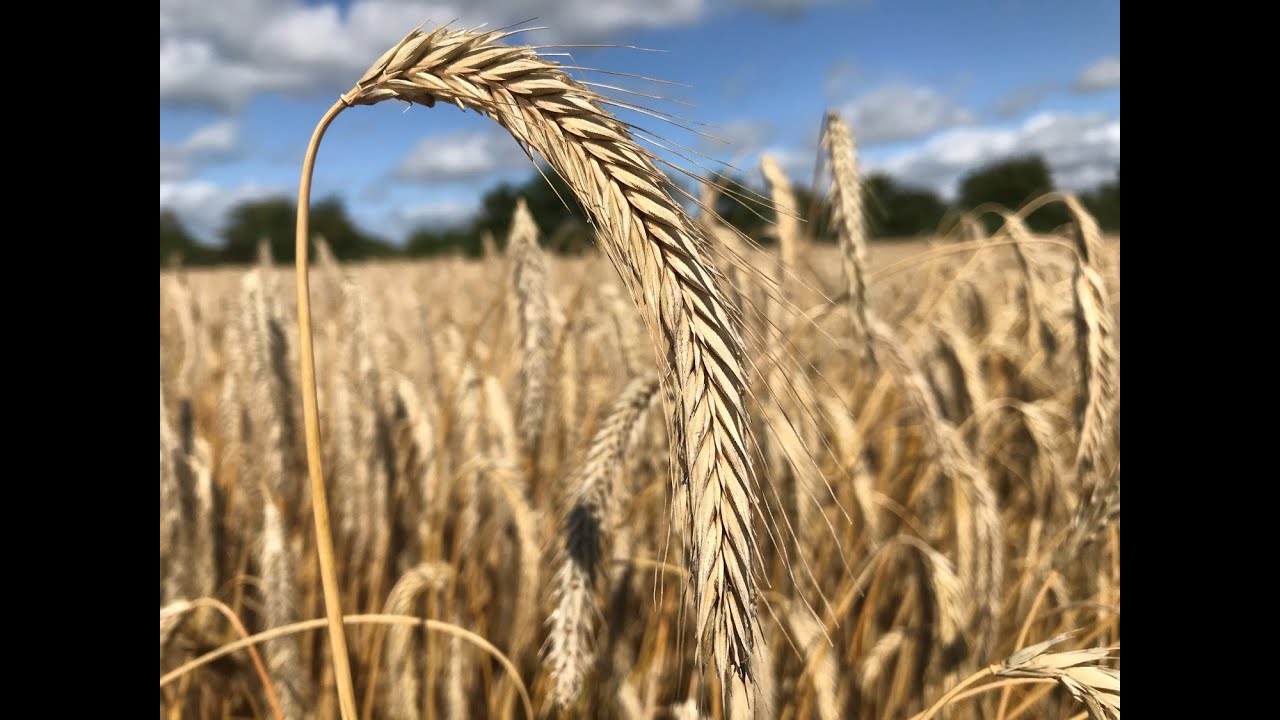 Rye margins are better than barley
