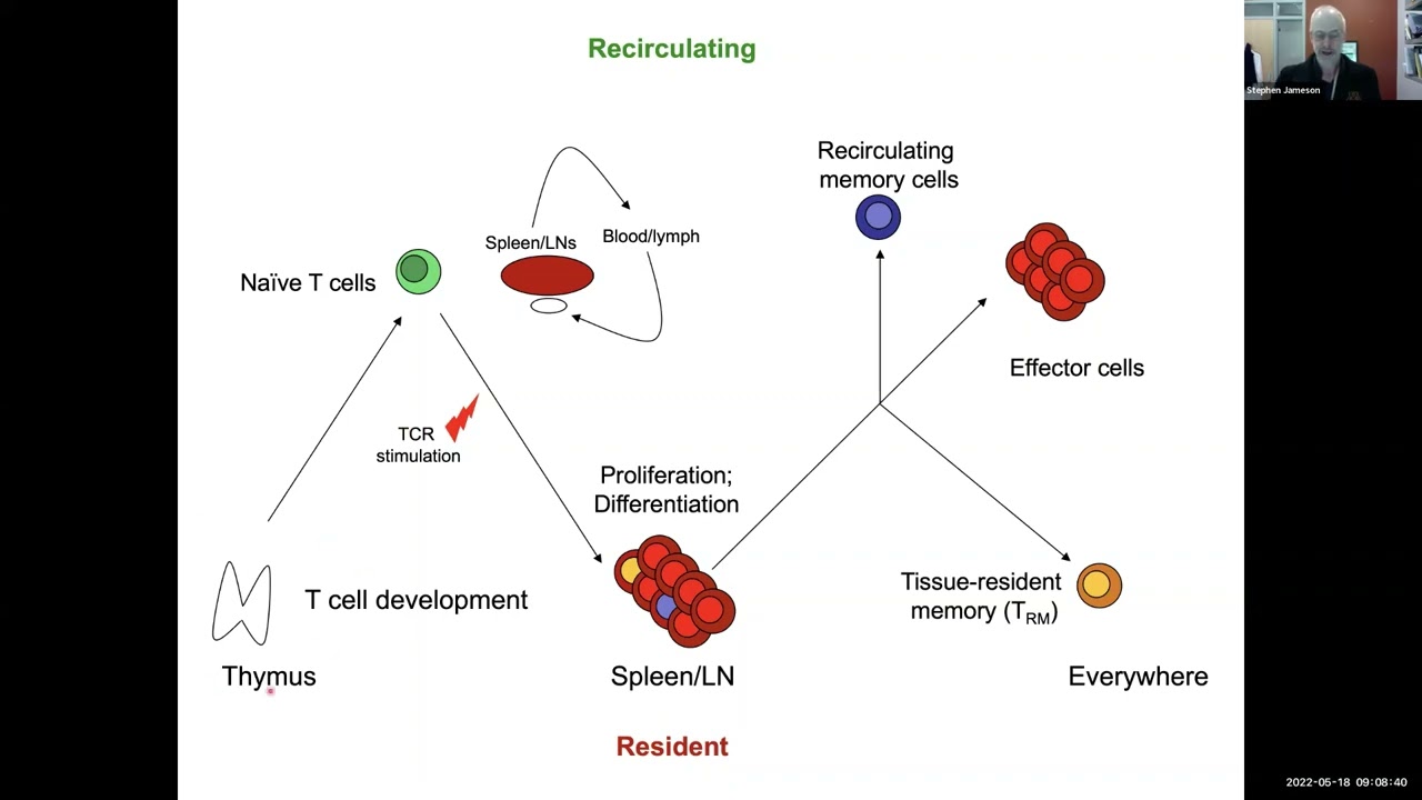 Should I stay or should I go - regulating T cell recirculation and residency by Dr. Steve Jameson