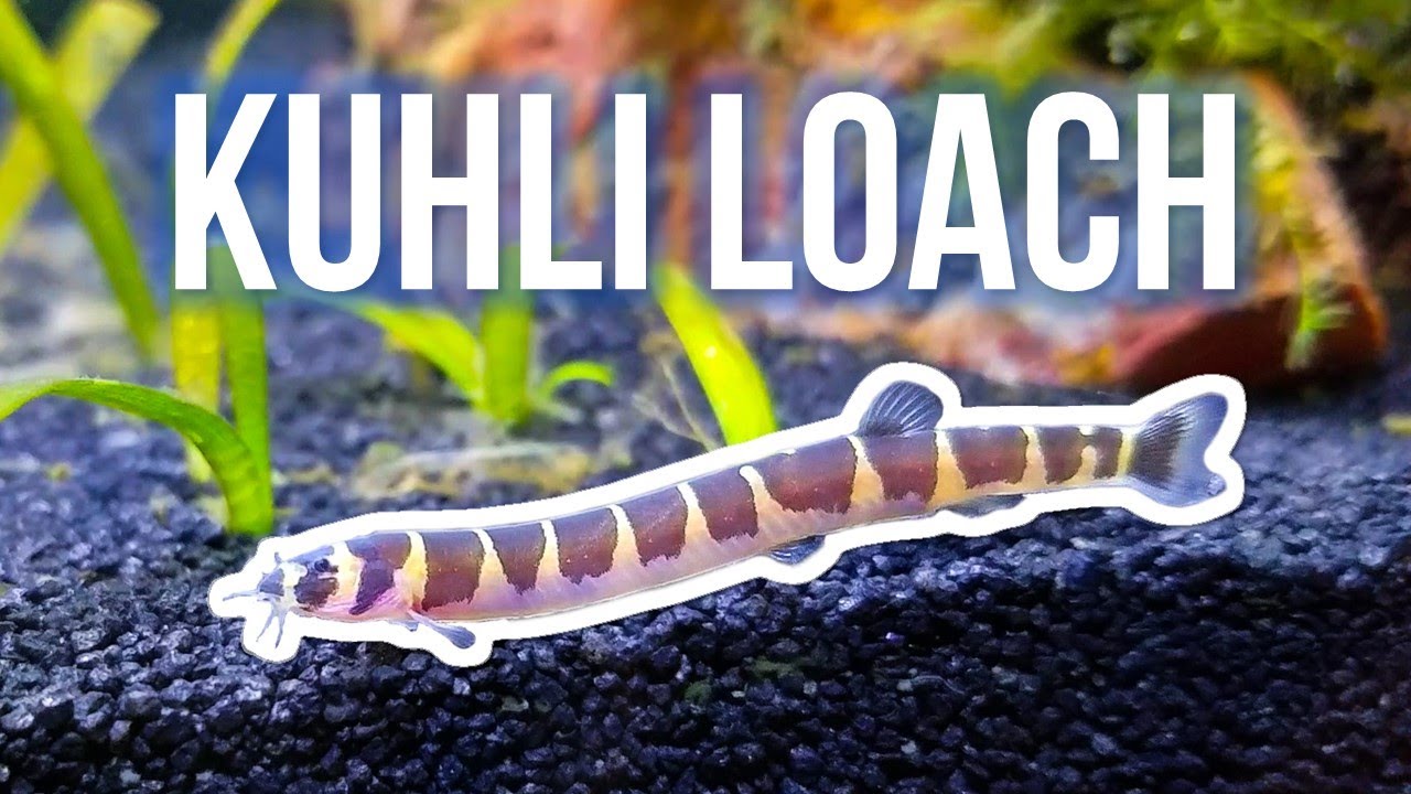 Kuhli Loaches &ndash; Best Beginner Oddball Fish?