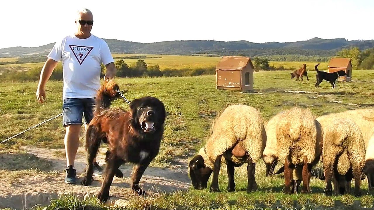 CIOBANESTI CORBI SI OI SUFFOLK LA FERMA DE LA MUNTE A DOMNULUI NELU SCHIOPU.VLADENI.JUD.BRASOV.