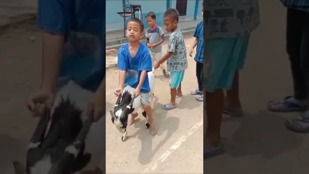 Kid's goat riding adventure takes a dangerous turn: a fall on the stomach