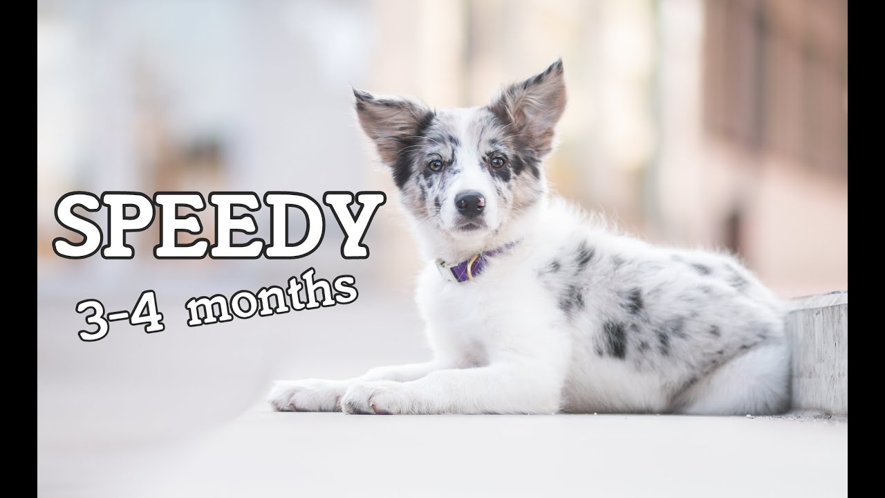 Speedy border collie puppy 3-4 months | Fun & tricks ♥