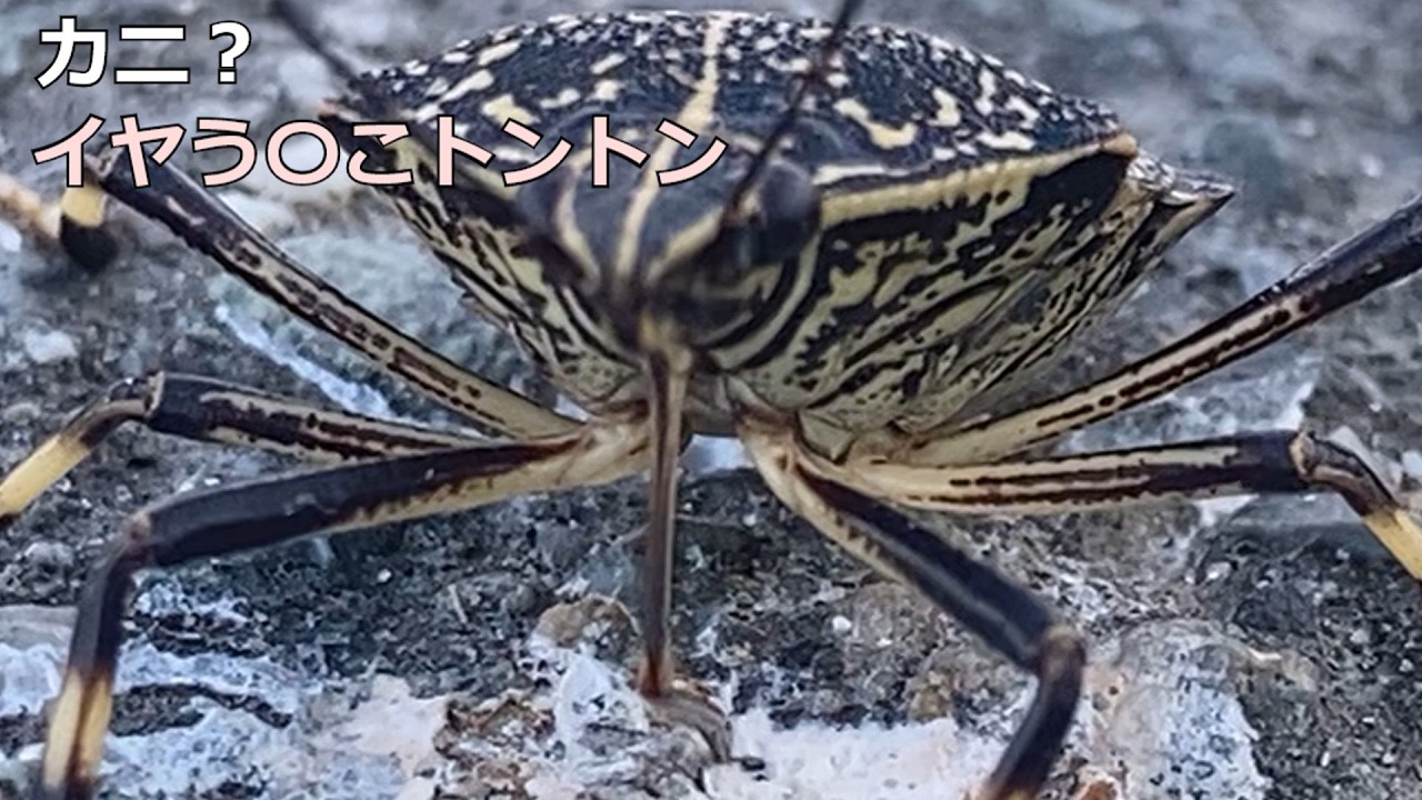 【超高速】ミシンかっ！トントンでウ〇コなめ尽くすテクのカメムシ
