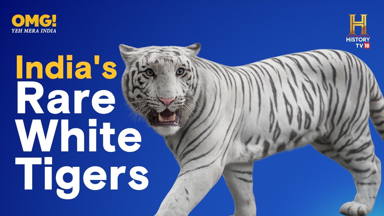 The rare white tigers of Maitri Bagh Zoo in Chhattisgarh. #OMGChhattisgarh S03E03 Story 5