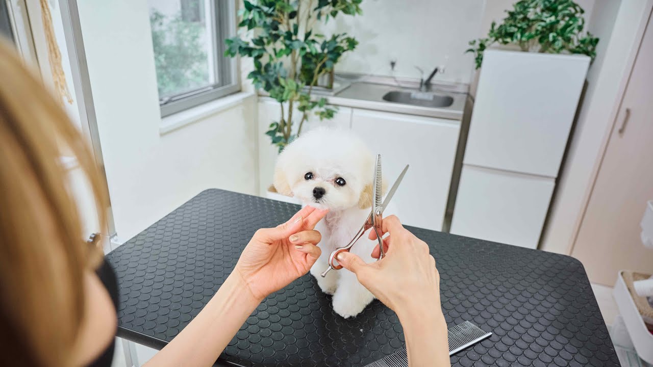 トリミング中に眠すぎてゆらゆら揺れちゃうトイプーの子犬