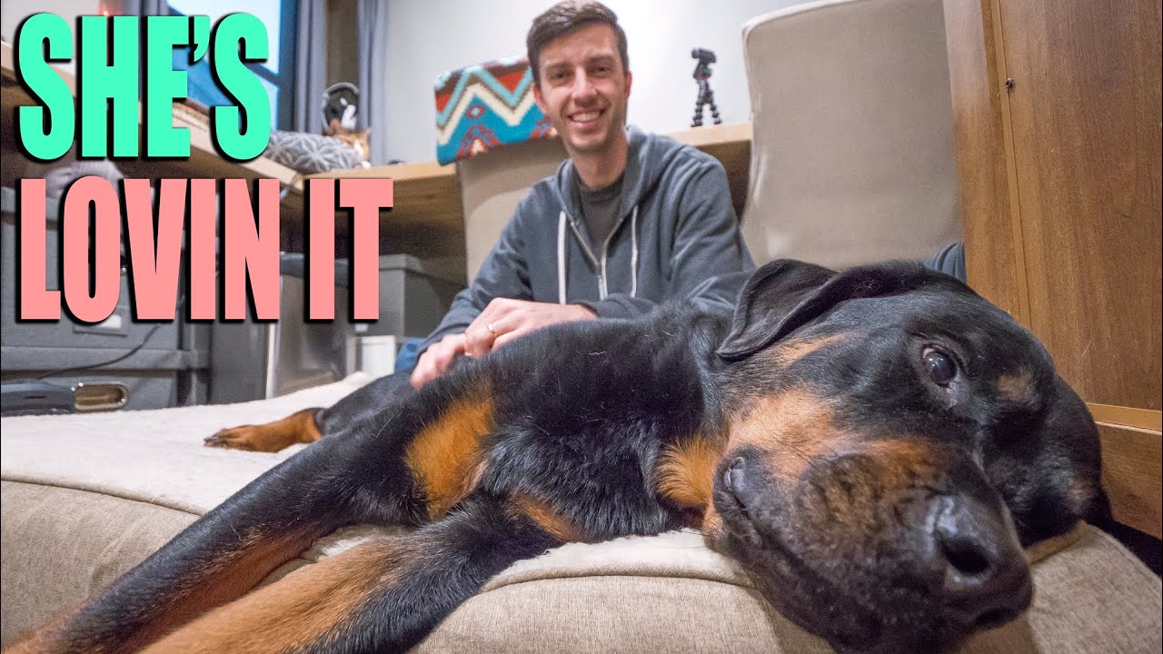 MUST HAVES for the Traveling Pooch! - RV Life with Dogs