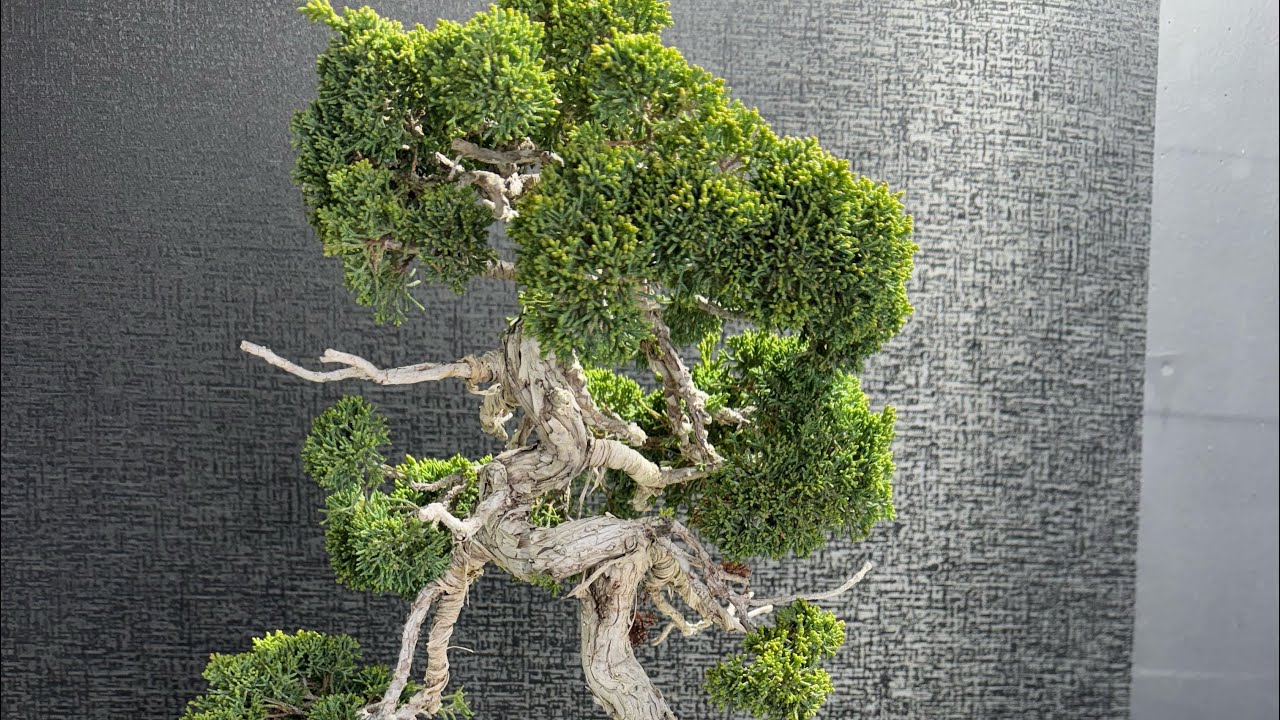 SE9 EP5 Juniper shimpaku itoigawa bonsai: Fall styling and wiring
