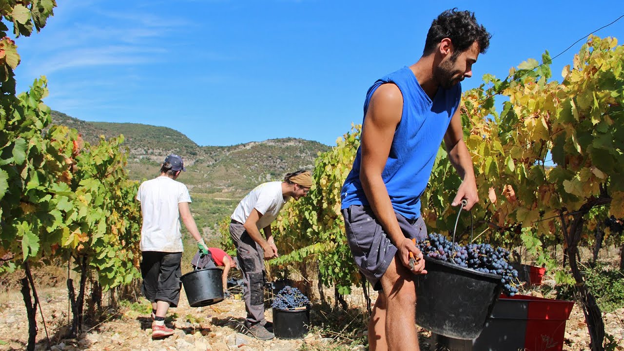 Ep. 2 - Domaine Caujolle-Gazet : Comment ?
