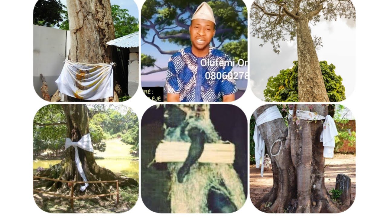 ÌRÓKÒ TREE (OLÚWÉRÉ) : ABÀMÌ IGI TÓ Ń GBA ÈJÉ