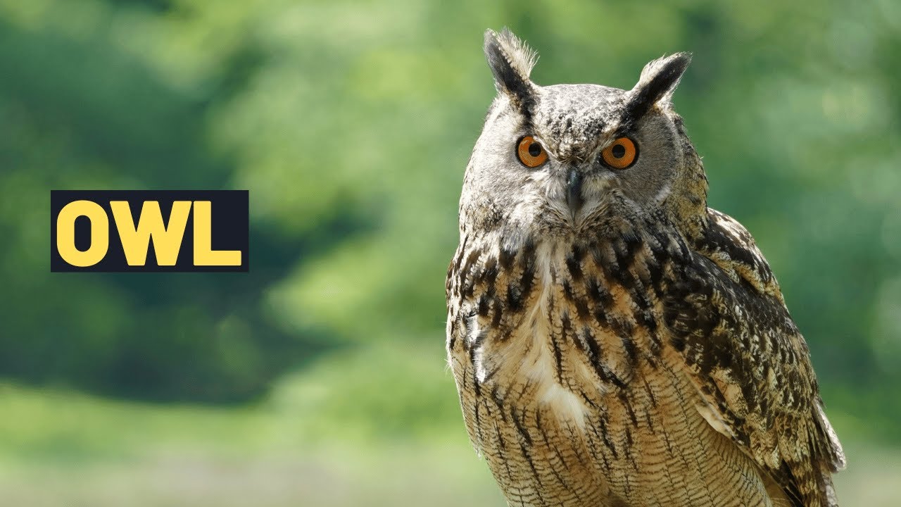 Owl Facts for Kids: Discover the Fascinating World of Owls
