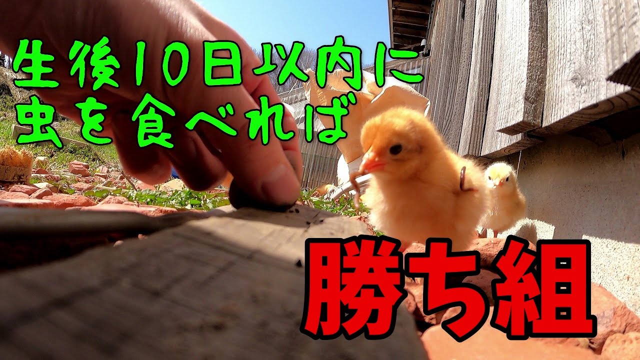 生後10日以内に虫を与えて健全なヒヨコを育てる【425】