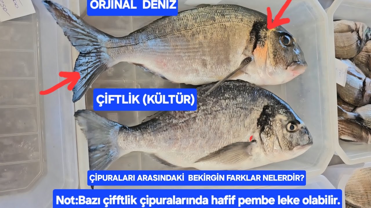РАЗЛИЧИЯ МЕЖДУ ОРИГИНАЛЬНЫМИ МОРСКИМИ И ВЫРАЩЕННЫМИ МОРСКИМИ ВОДОРОДАМИ