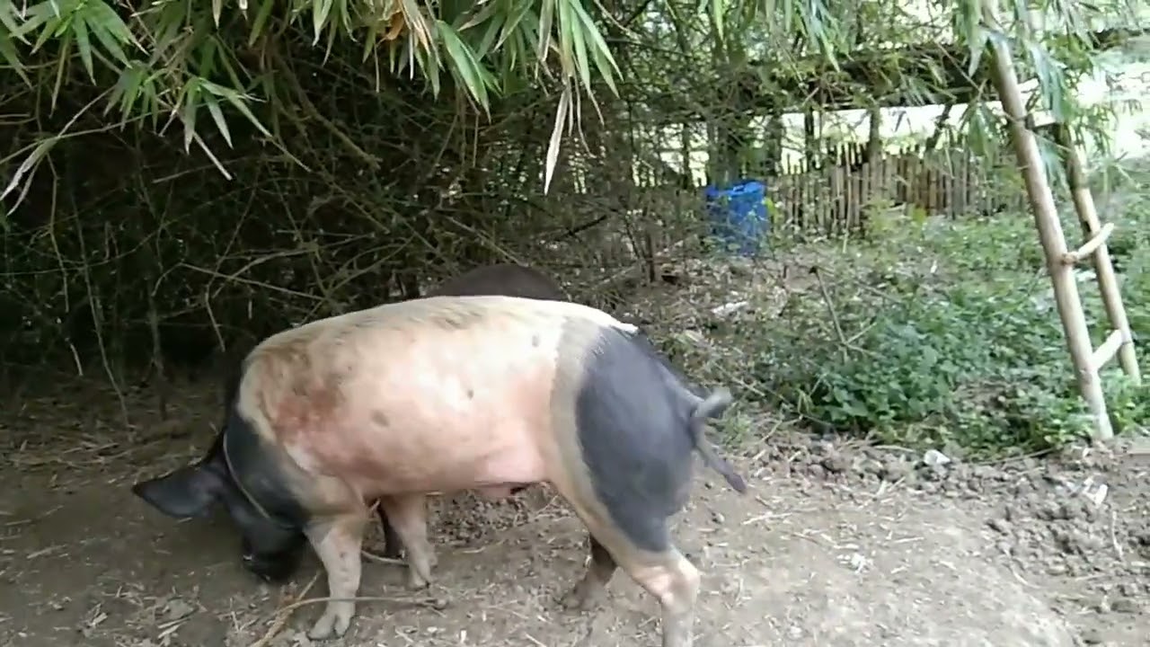 JANUARY14 NAGLIPAT KAMI NG NATIVE PIG BUHAY PROBINSYA🐷🐖#farming #agriculture #bukidlife #farming 