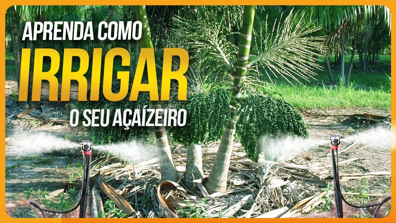 Plantio de Açaí | Quanto de água usar? Quantos litros por dia?