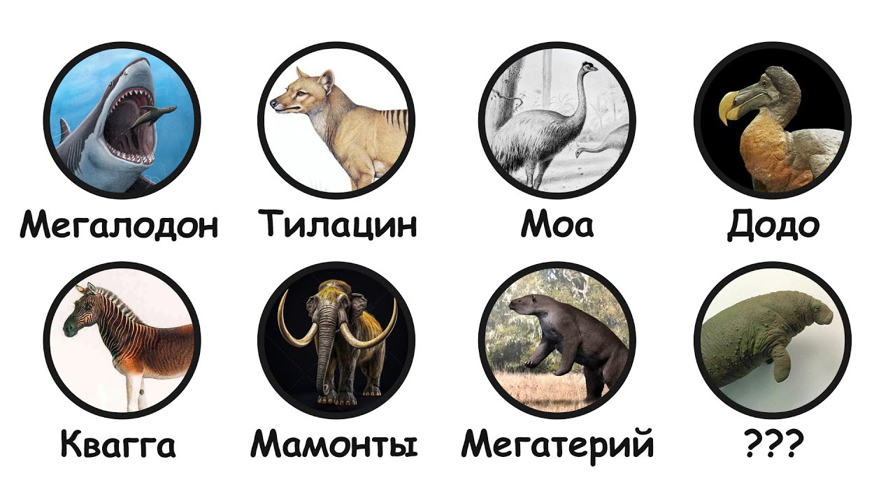 Вымершие животные, которые могли бы ещё жить