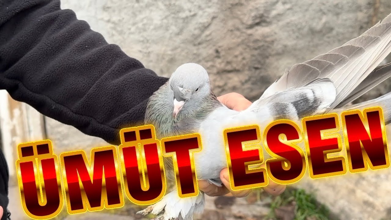 💣[ÜMİT ESEN] Kuşlarını iyi tanıyan Çok ismi Şampiyonluğa götürmş önemli isim BU AKŞAM 21.30 da CANLI