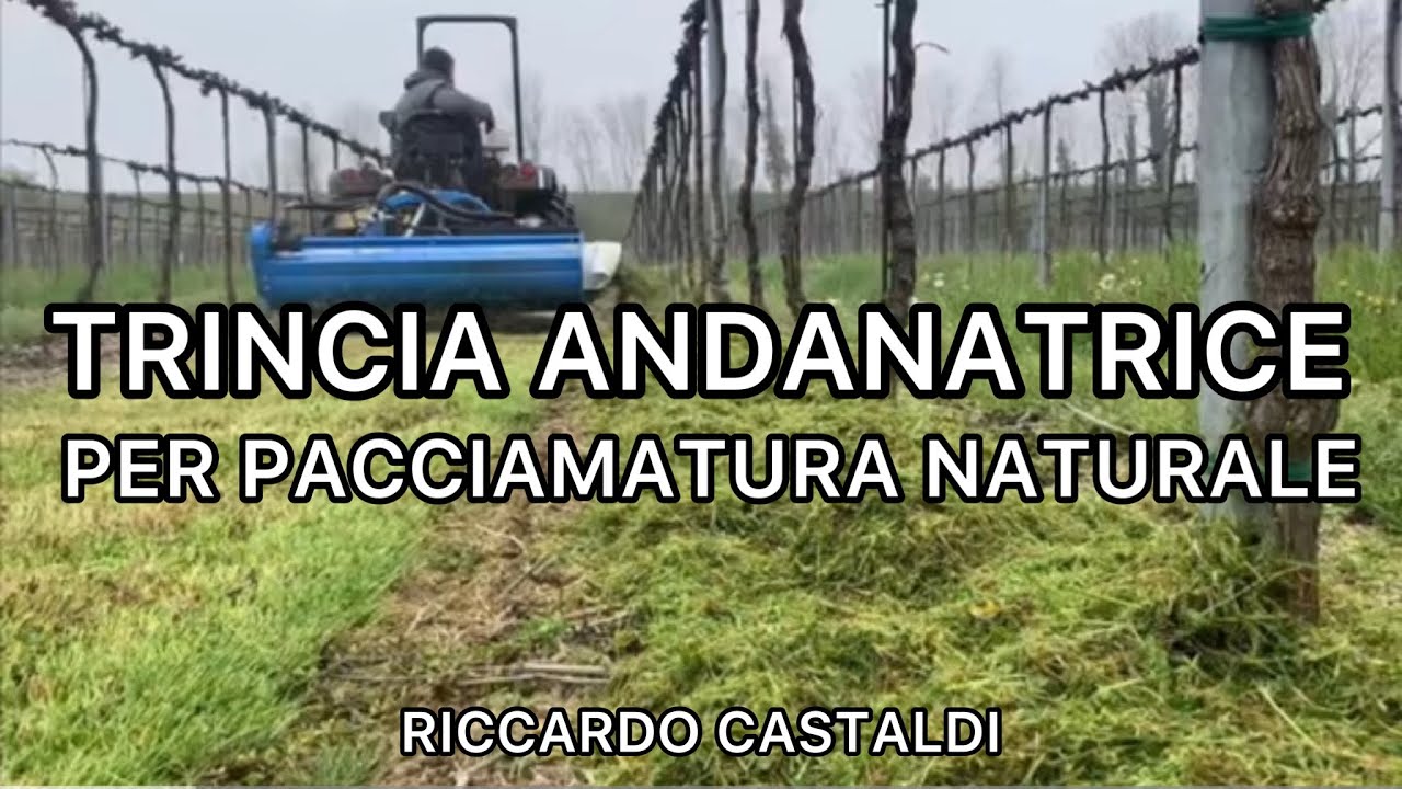 Vite. Trincia-andanatrice per pacciamatura naturale per vigneti bio e non bio (caso 1)