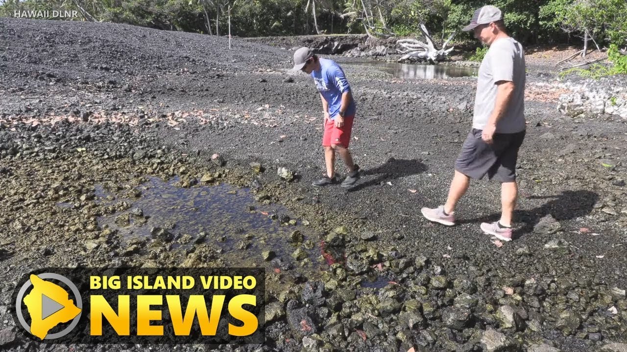 New Life Found In Pohoiki Ponds After Lava Flow (Nov. 15, 2019)