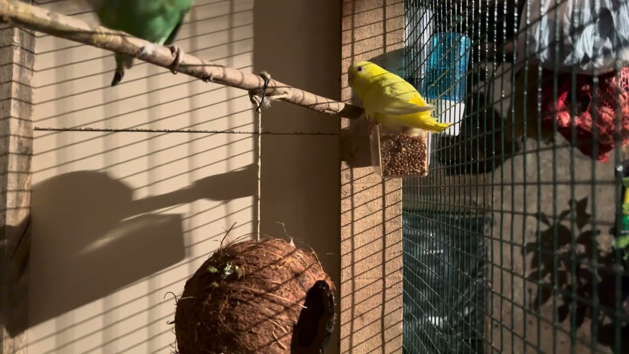 My Budgies Eating prefect Food with Vitamines