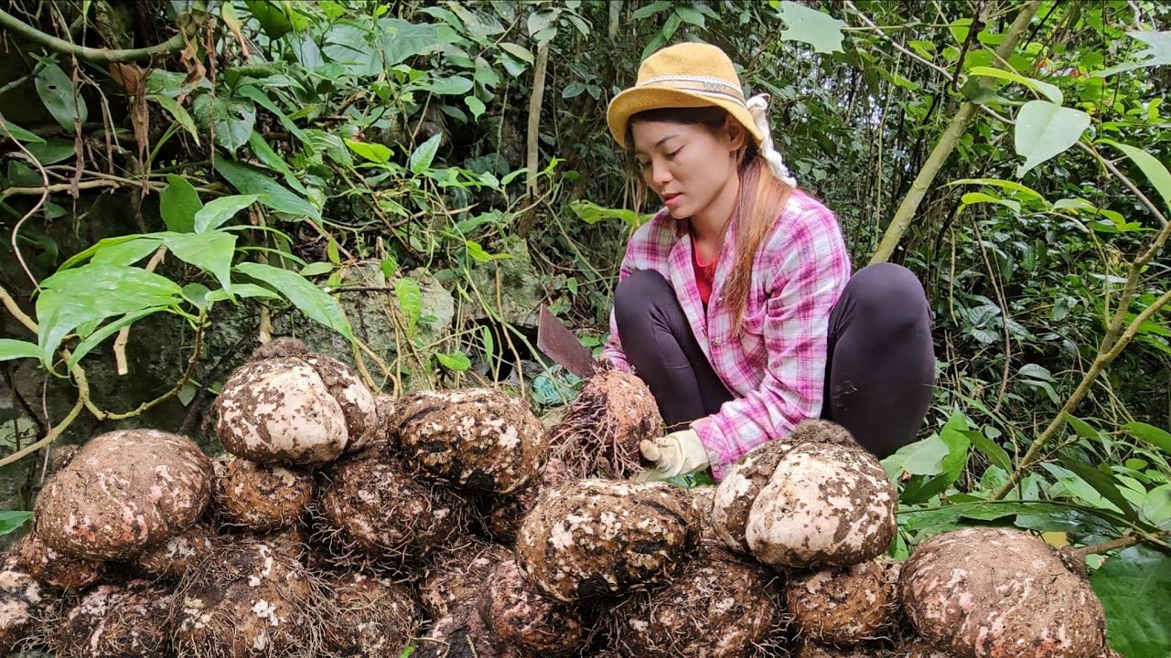 Harvesting giant water chestnuts on rocky mountains - Traditional culinary secrets