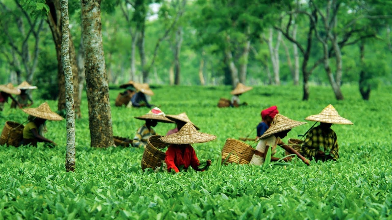 Tea Estate Experience In Assam